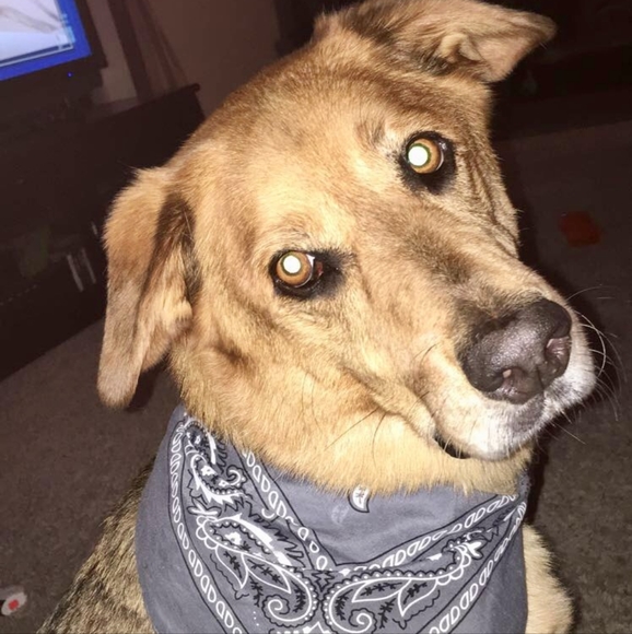 Meet your posher! Michigan native @💗it! 🌞☃🍁🌷🌊 - Picture 5 of 11